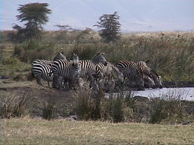 Dn-a1708-Zebras-by Darren New.jpg