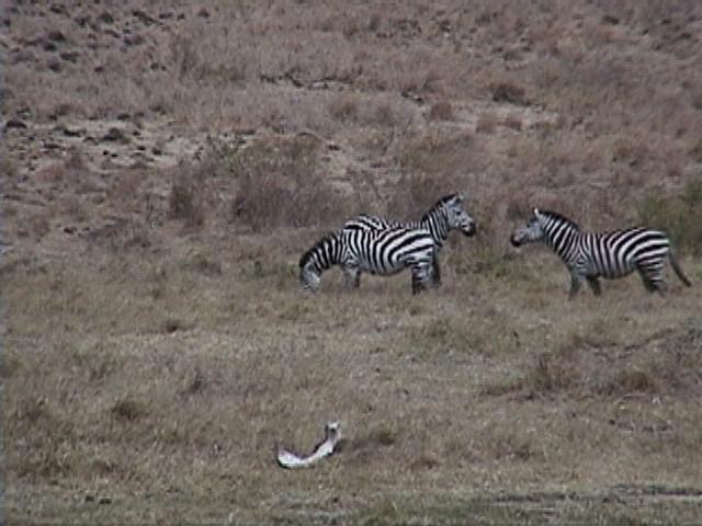 Dn-a1710-Zebras-by Darren New.jpg
