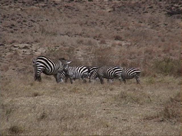 Dn-a1711-Zebras-by Darren New.jpg