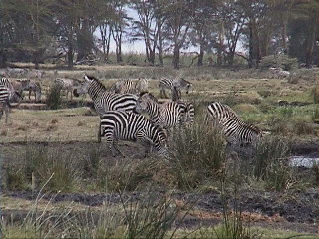 Dn-a1718-Zebras-by Darren New.jpg