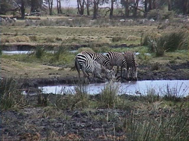 Dn-a1726-Zebras-by Darren New.jpg