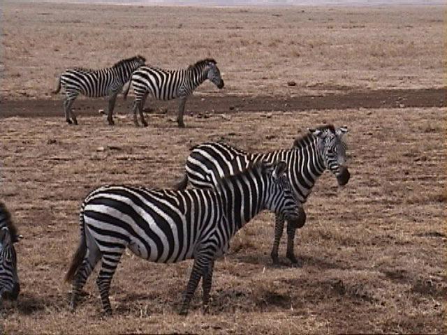 Dn-a1728-Zebras-by Darren New.jpg