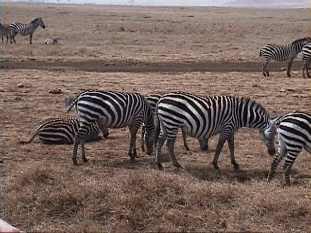 Dn-a1729-Zebras-by Darren New.jpg