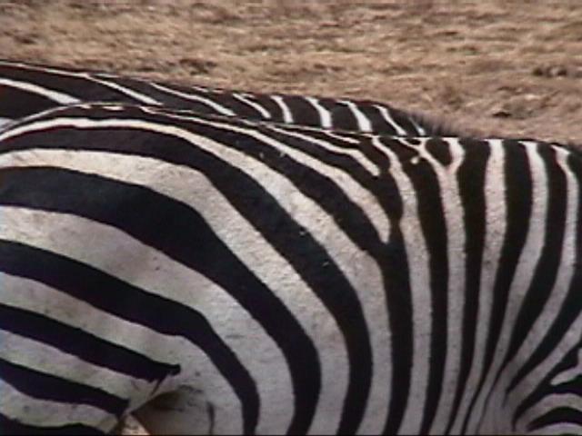 Dn-a1730-Zebras-by Darren New.jpg