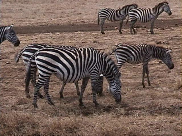 Dn-a1731-Zebras-by Darren New.jpg