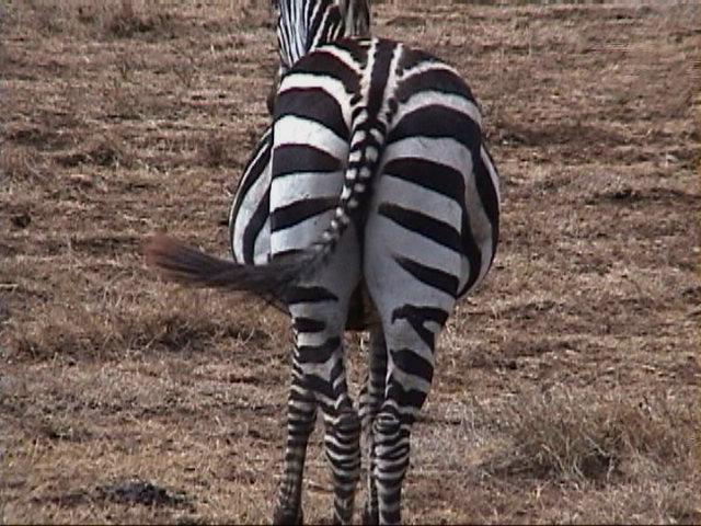 Dn-a1732-Zebras-by Darren New.jpg