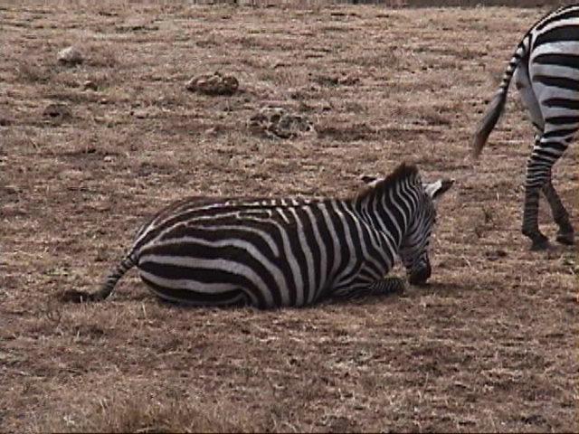 Dn-a1733-Zebras-by Darren New.jpg