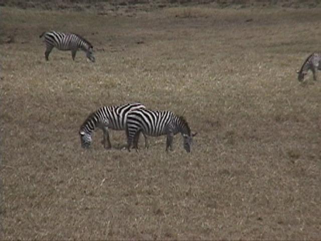 Dn-a1735-Zebras-by Darren New.jpg
