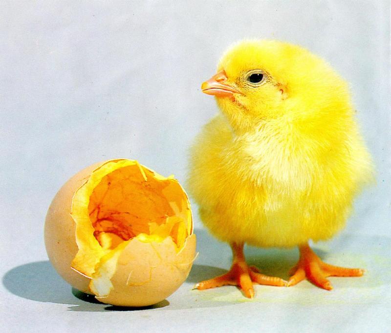 DomesticChicken J02-baby just hatched out of egg.jpg