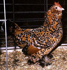 Domestic Chicken-MilleFleurHen-in cage-by Lara deVries.jpg