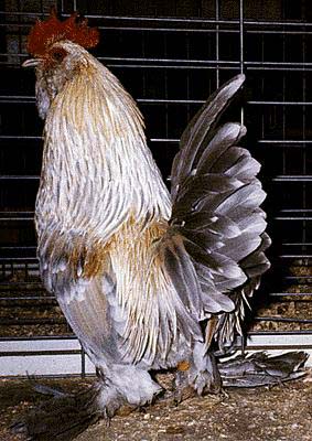 Domestic Chicken-MilleFleurPorcelainCock-Rooster-by Lara deVries.jpg