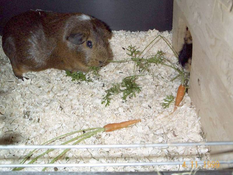 Doogie04-Guinea Pig-by hmm3.jpg
