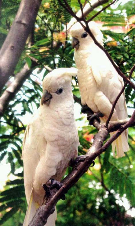 Ducorps Cockatoo-pair on branch-by Lara deVries.jpg