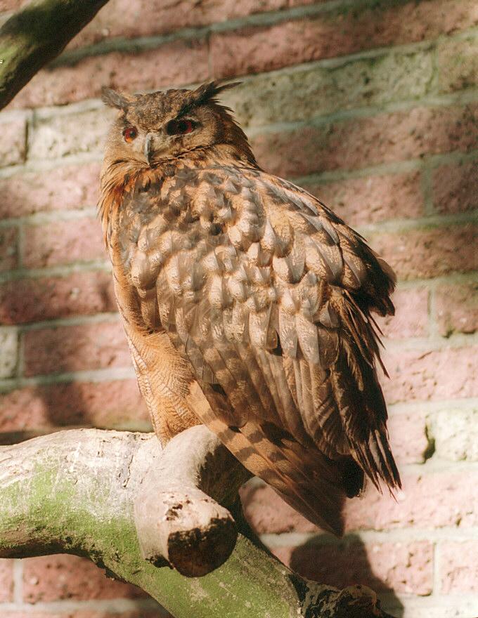 Eagle owl001-from Schwerin Zoo-by Ralf Schmode.jpg
