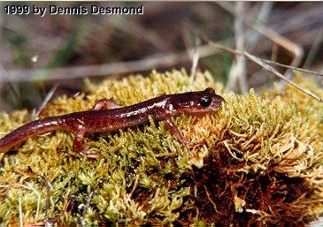 Ensatina e oregonensis01-Oregon Ensatina Salamander-by Dennis Desmond.jpg