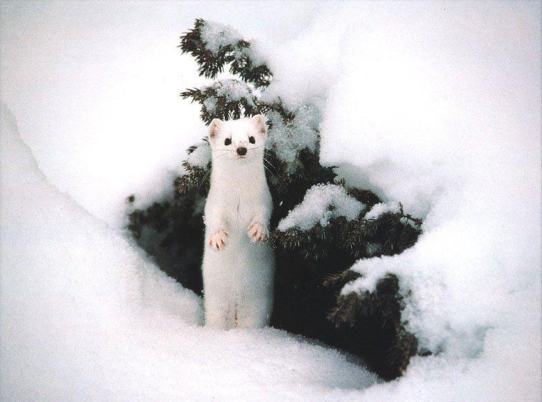Ermine 05-standing in front of snow cave.jpg