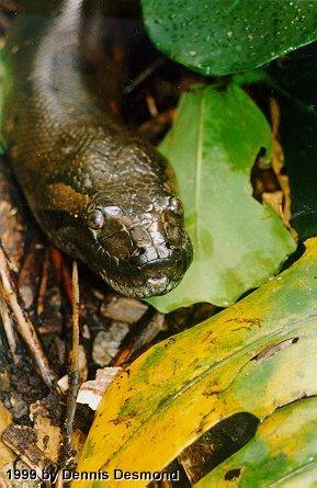 Eunectes murinus01-Green Anaconda-by Dennis Desmond.jpg