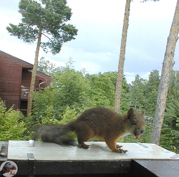 European Red Squirrel and nut-by Vanda and Roar Malvig.jpg
