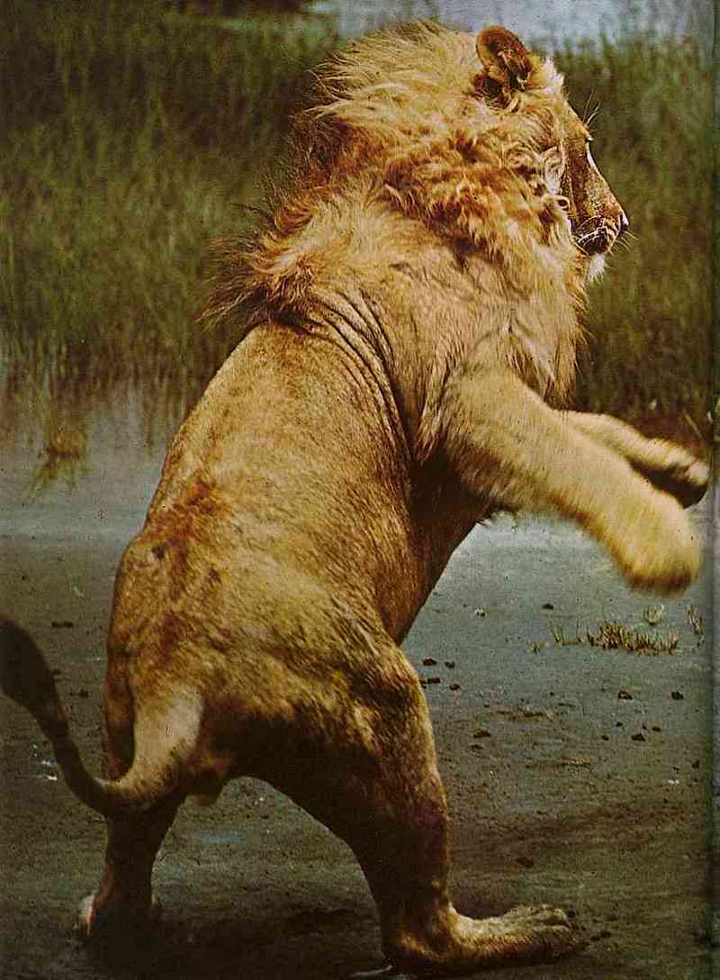 Fighting-African Lion-TR-by Trudie Waltman.jpg