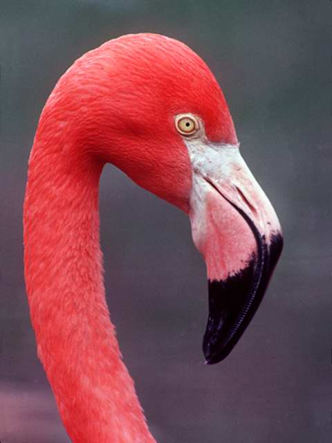 Flamingo HeadCloseup-by Linda Bucklin.jpg