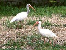 Florida White Ibis-1-by Jose Sierra Jr.jpg