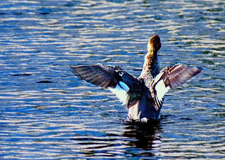 FlyingMerganser-by Jose Sierra Jr.jpg