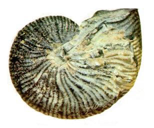 Fossil-Ammonite J01-cast.jpg