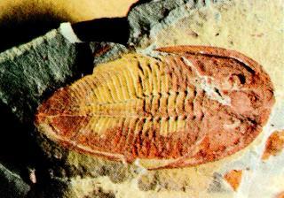 Fossil-Trilobite J01-mould.jpg