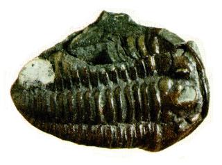 Fossil-Trilobite J02-cast.jpg
