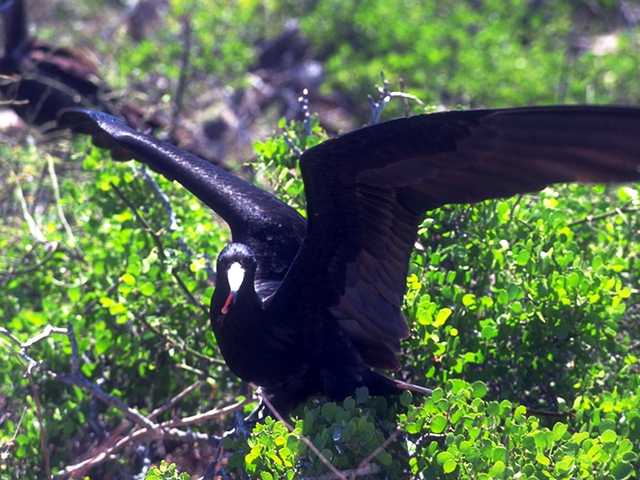 Galapagos b05i0002-FrigateBird OnTree.jpg