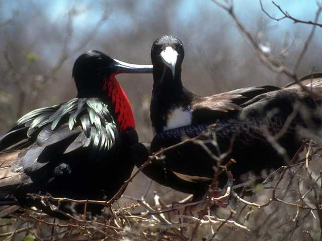 Galapagos b05i0003-FrigateBirds Pair OnTree.jpg