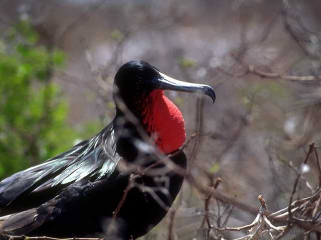 Galapagos b05i0004-FrigateBird Male Closeup.jpg
