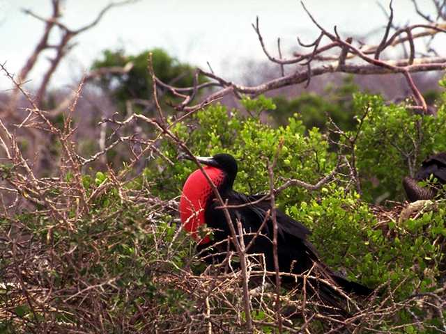 Galapagos b05i0005-FrigateBird Male InBush.jpg