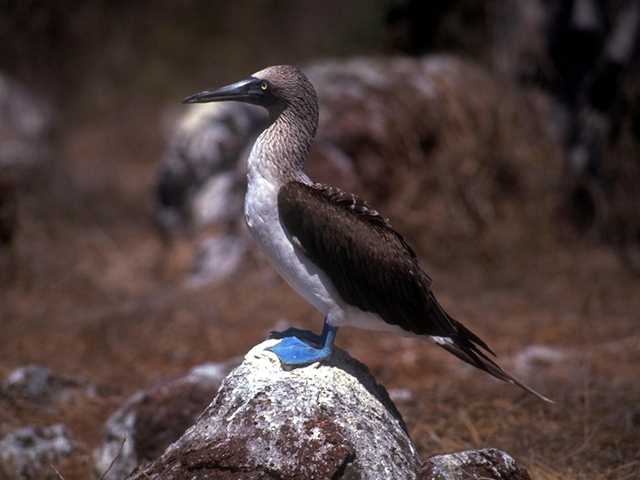 Galapagos b05i0008-BlueFootedBooby-OnSmallRock.jpg