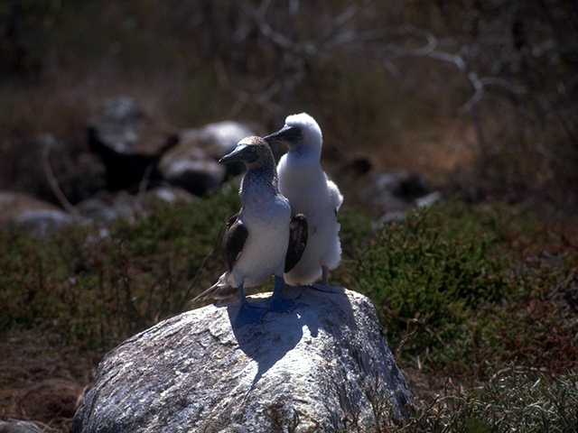 Galapagos b05i0009-BlueFootedBooby-Mom n Baby.jpg