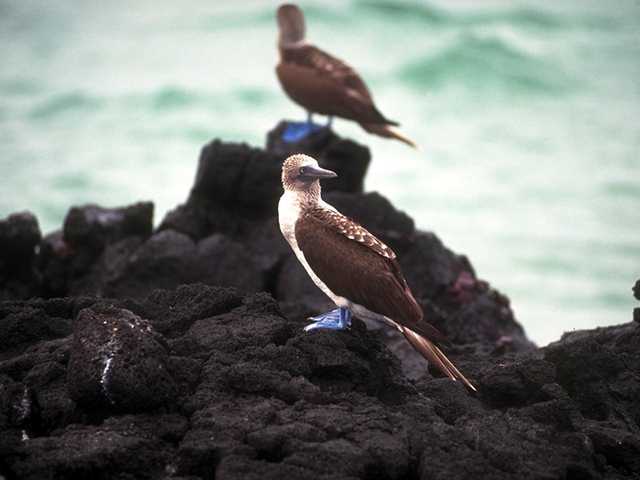 Galapagos b05i0011-BlueFootedBooby-OnRock.jpg