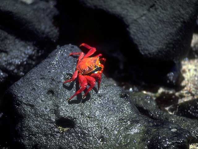 Galapagos b05i0044-SallyLightfootCrab.jpg