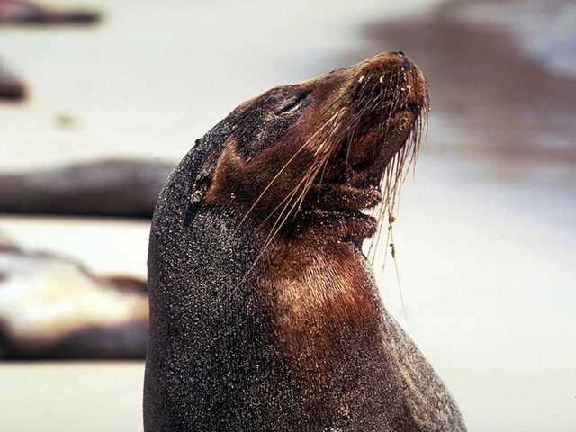 Galapagos b05i0050-Sea Lion Closeup.jpg