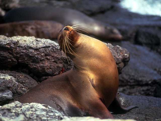 Galapagos b05i0052-Sea Lion Relaxing On shore.jpg