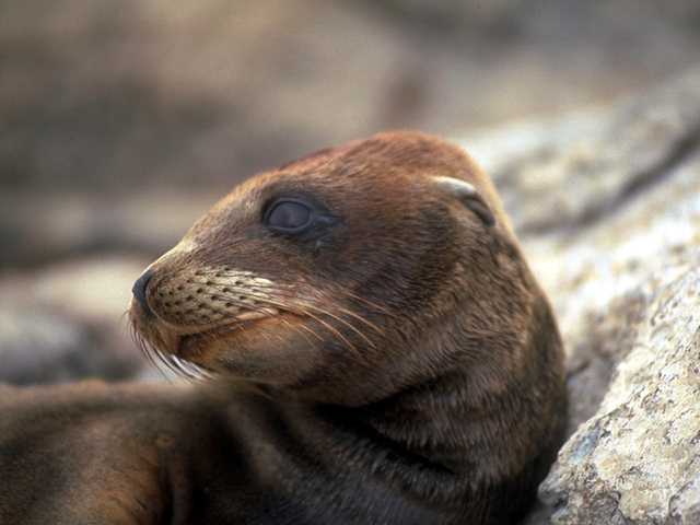 Galapagos b05i0053-Sea Lion FaceCloseup.jpg