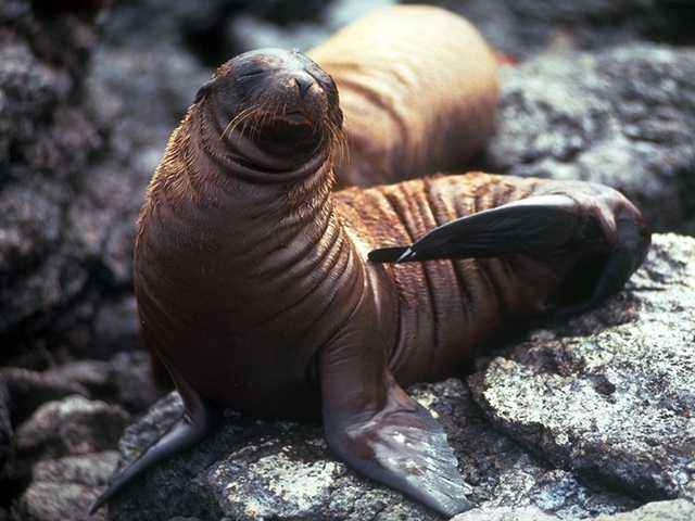 Galapagos b05i0054-Sea Lion OnRock.jpg