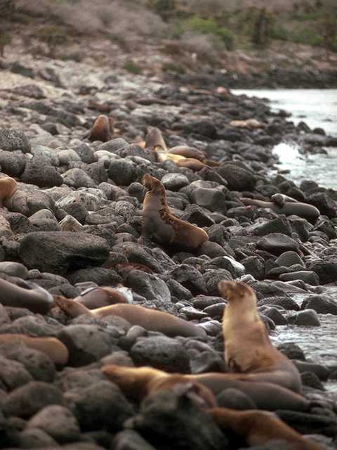 Galapagos b05i0055-Sea Lions-Colony.jpg
