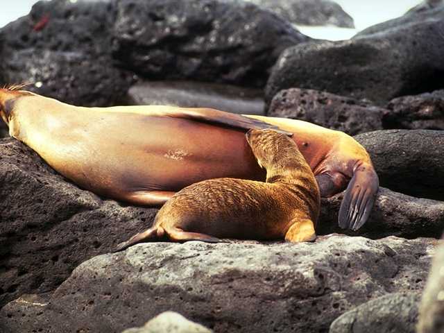 Galapagos b05i0056-Sea Lions-Mom nursing baby.jpg