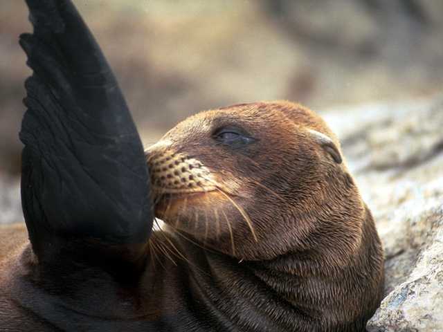 Galapagos b05i0057-Sea Lion-Closeup-CleaningFlipper.jpg