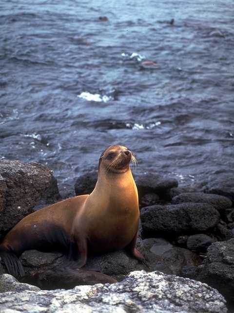 Galapagos b05i0058-Sea Lion-Portrait.jpg