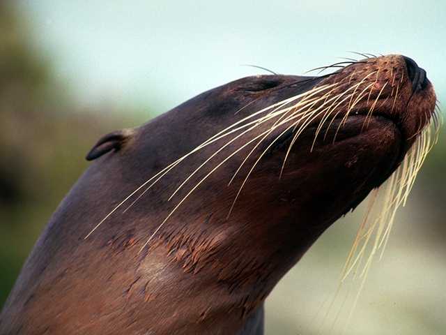 Galapagos b05i0059-Sea Lion-FaceCloseup.jpg