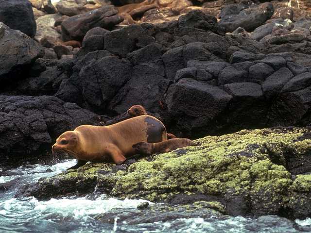 Galapagos b05i0060-Sea Lions-To the sea.jpg