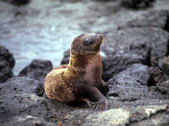 Galapagos b05i0061-Sea Lion-Young on rock.jpg