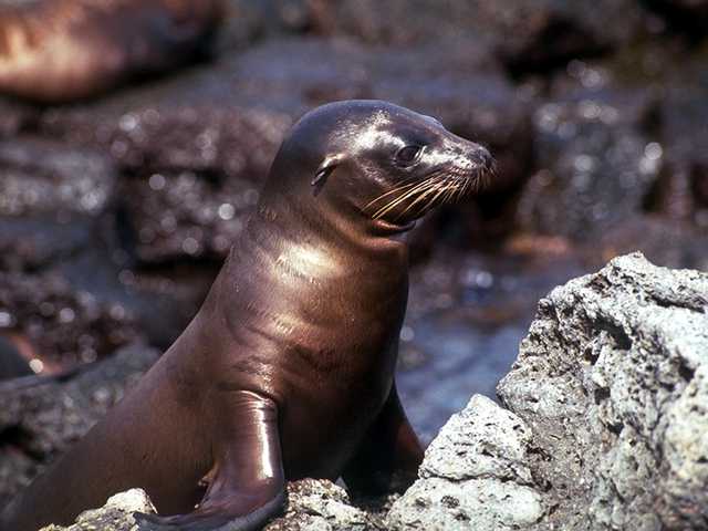 Galapagos b05i0062-Sea Lion-Young on rock.jpg