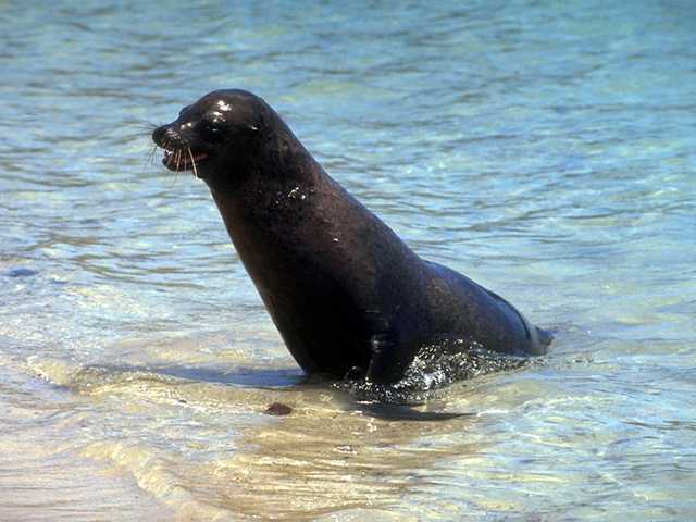 Galapagos b05i0063-Sea Lion-Out of sea.jpg